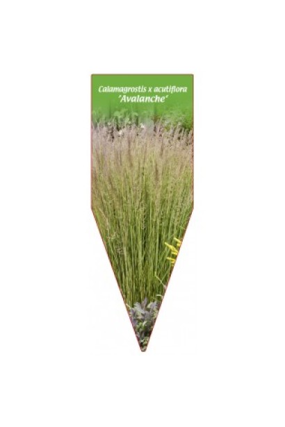 Війник гостроквітковий Аваланч